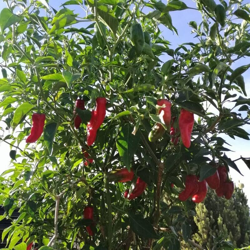 Capsicum - Perrenial Seeds