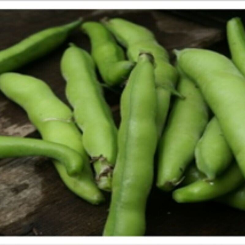 Broad Bean - Coles Dwarf Seeds