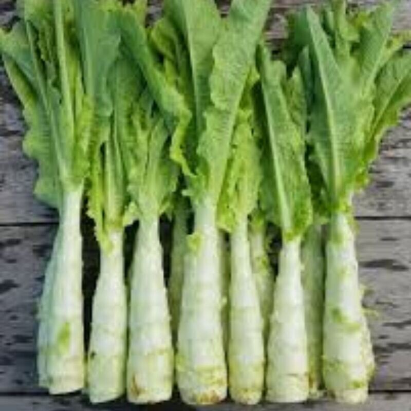 Celtuce Seeds
