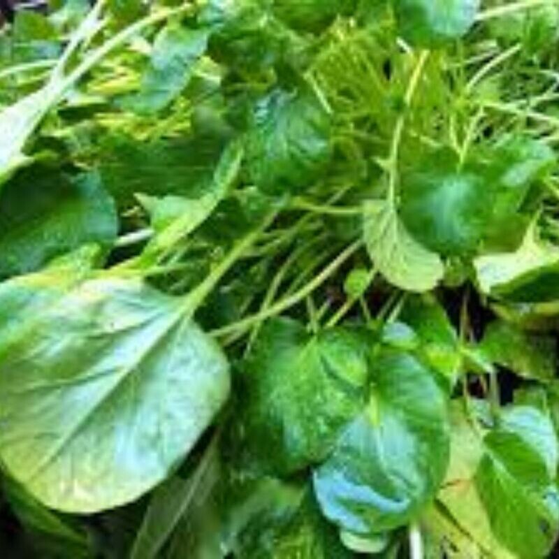 Upland cress / Land cress Seeds
