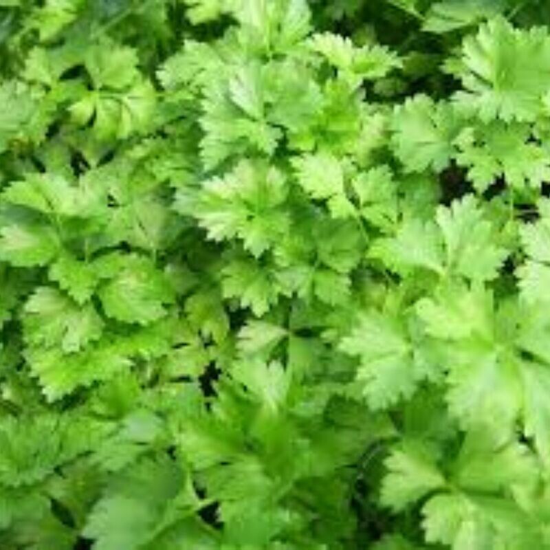 Parsley - Italian Seeds