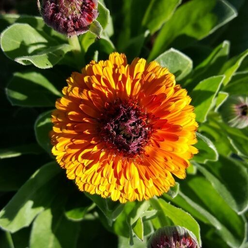 Calendula Seeds