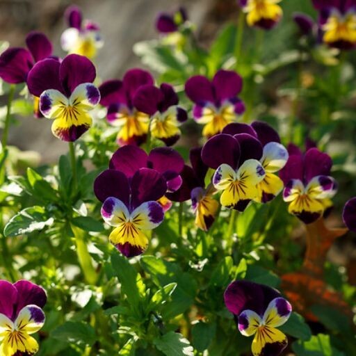 Viola - Johnny jump up seeds.