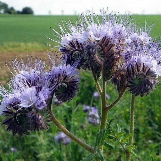 Phacelia Tanacetifolia