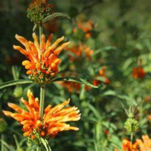 Lions tail seeds