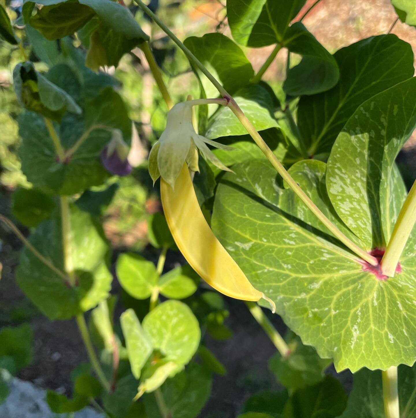 Pea Golden Podded