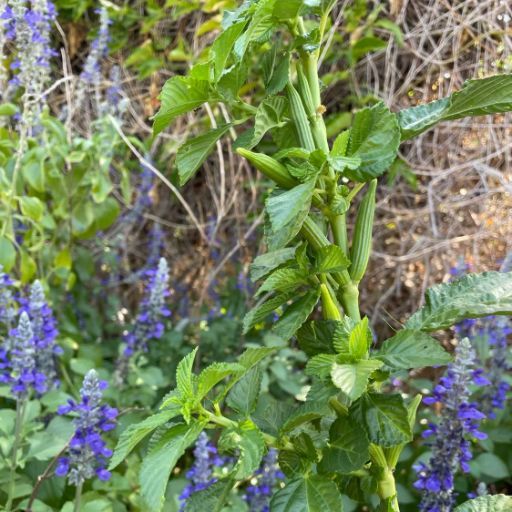 Egyptian Spinach seeds
