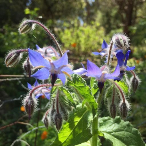 Borage - Blue