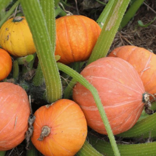 Pumpkin 'Golden Nugget' Seeds