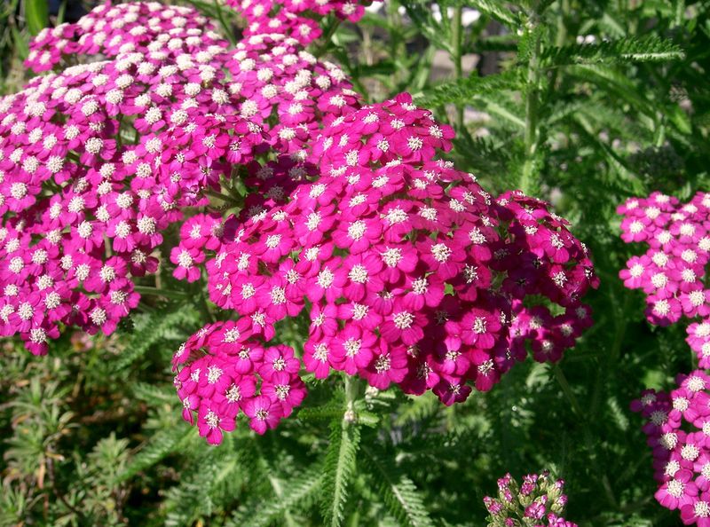 Achillea 'Cerise Queen'