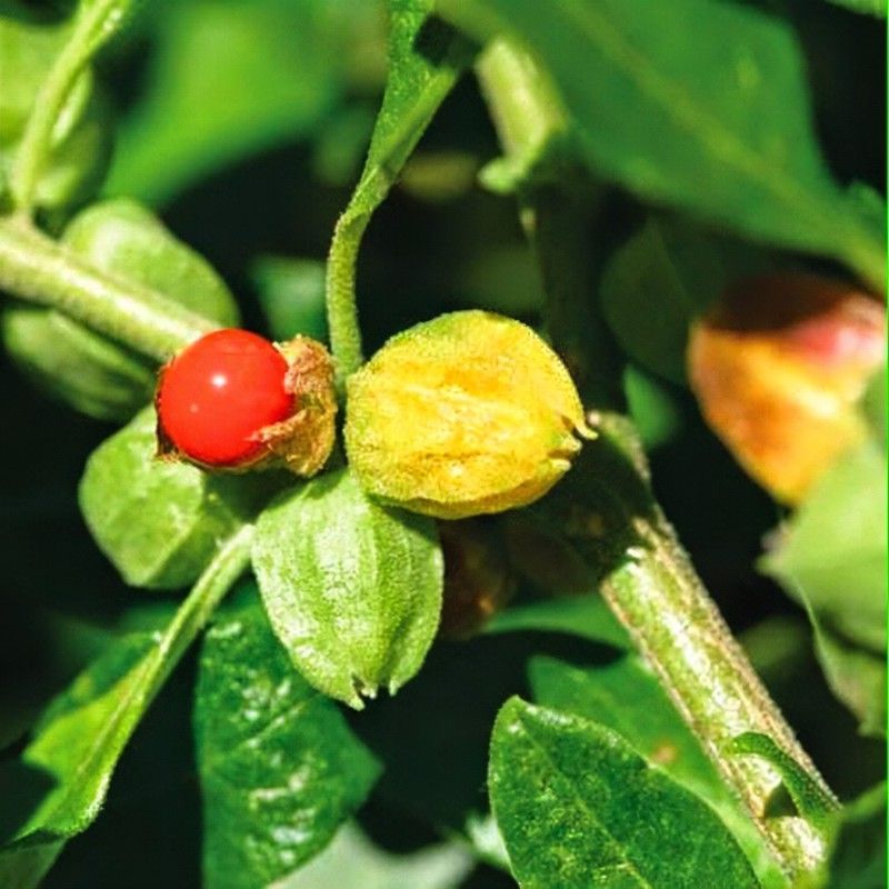 Ashwagandha