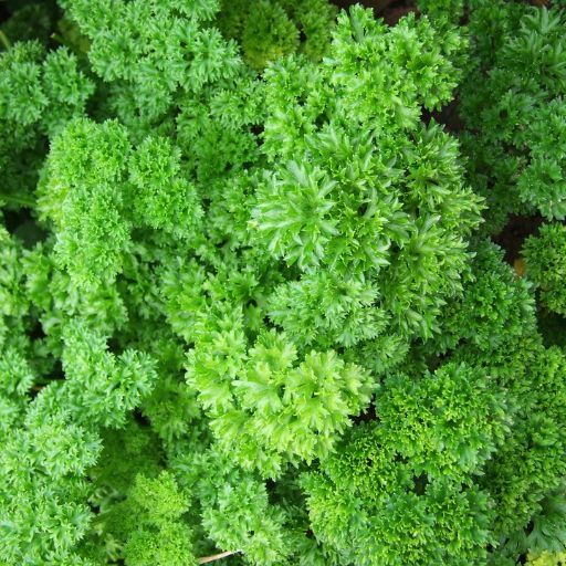 Parsley 'Triple curled'