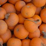 Pumpkin 'Wee B Little' Seeds