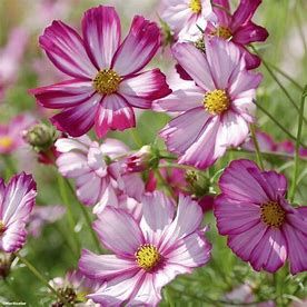 Cosmos Sensation Picotee
