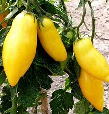 Tomato - Banana Legs