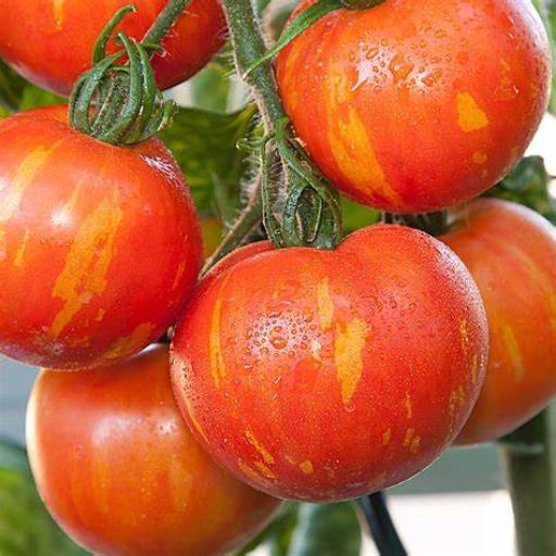 Tomato - Tigerella seeds