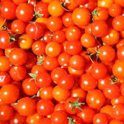 Tomato - Cherry Camp Joy