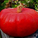 Pumpkin 'Rouge Vif d' Etampes' Seeds