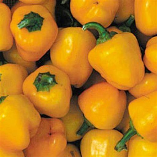 Capsicum 'Mini bell yellow' seeds
