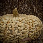 Pumpkin 'Galeux d'Eysines ' Seeds
