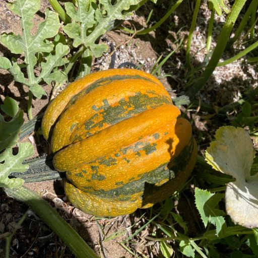 Squash 'Kumi Kumi'