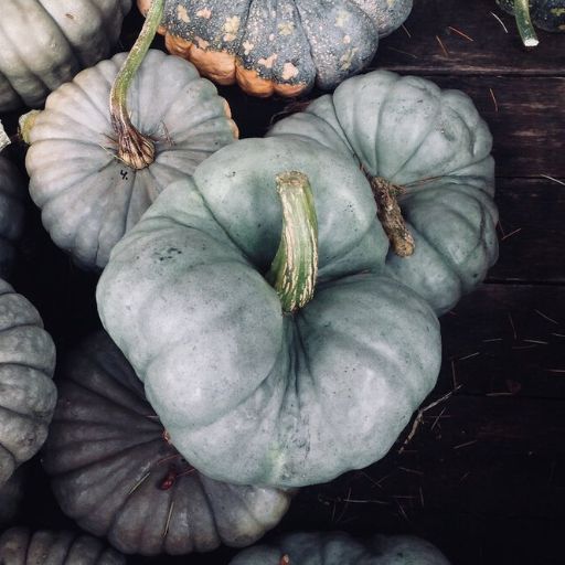Pumpkin 'Triamble'
