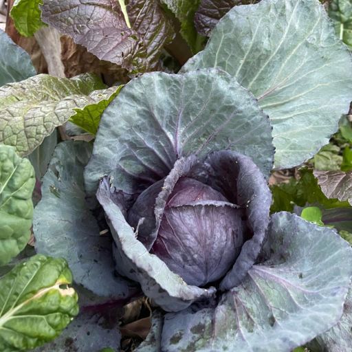 Cabbage 'Red Acre'