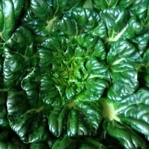 Tatsoi Seeds