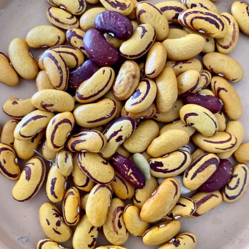 Bean - Tigers eye Seeds