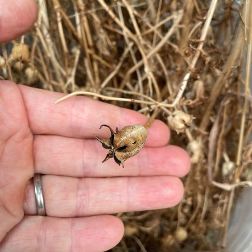 Nigella Sativa/ Black Cumin