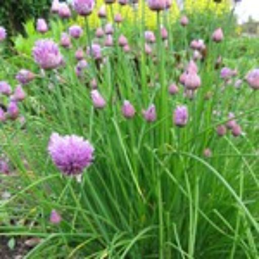 Chives - Fuyuyo Seeds