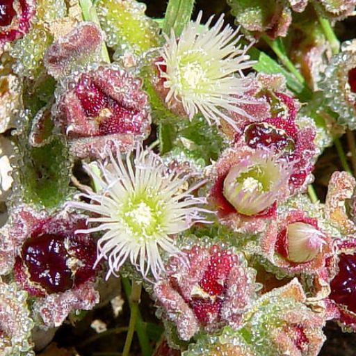 Ice plant - Mesembryanthemum crystallinum