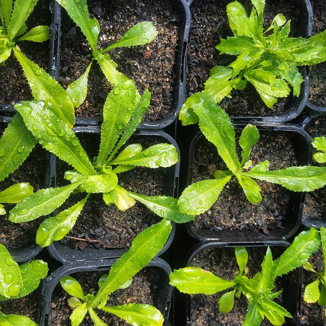 Culantro / Sawtooth Coriander Culantro / Sawtooth Coriander