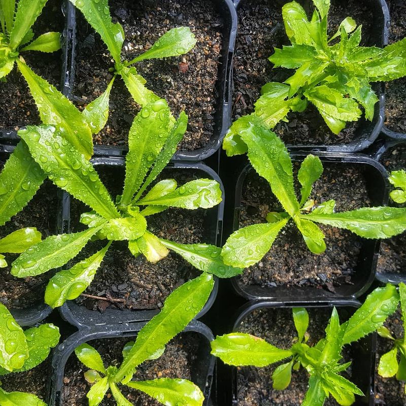 Culantro / Sawtooth Coriander