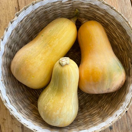 Squash - Argentine Primitive