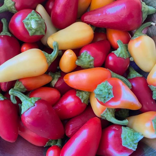 Chilli - Santa fe Grande