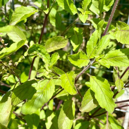 Holy basil - Red Seeds