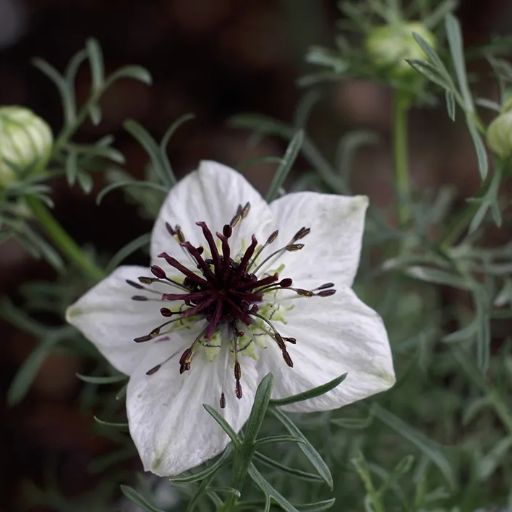Nigella Sativa/ Black Cumin