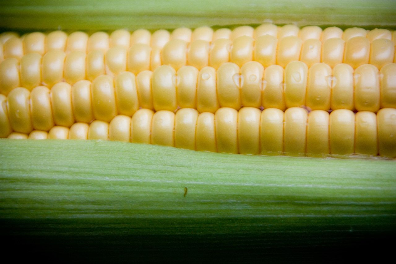 Sweetcorn - Sungold