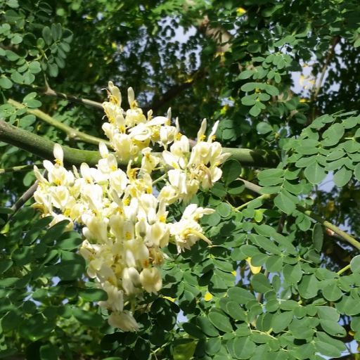 Moringa Oleifera