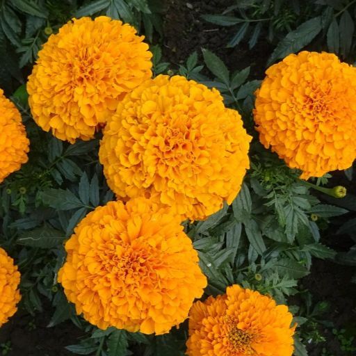 Marigold- Sierra Orange