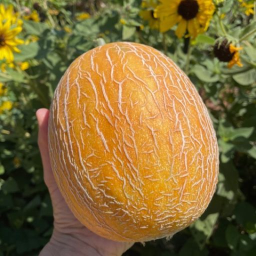 Rockmelon 'Sharlyn'
