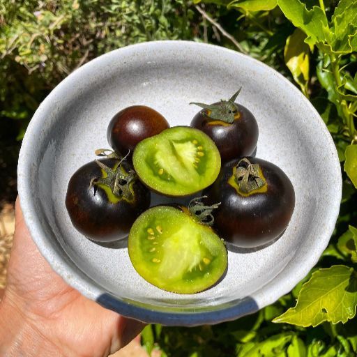 Tomato - Green and Black