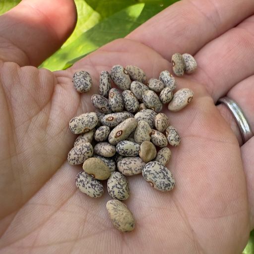 Bean Climbing, Blue Speckled Tepary