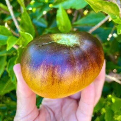 Thrive Seeds