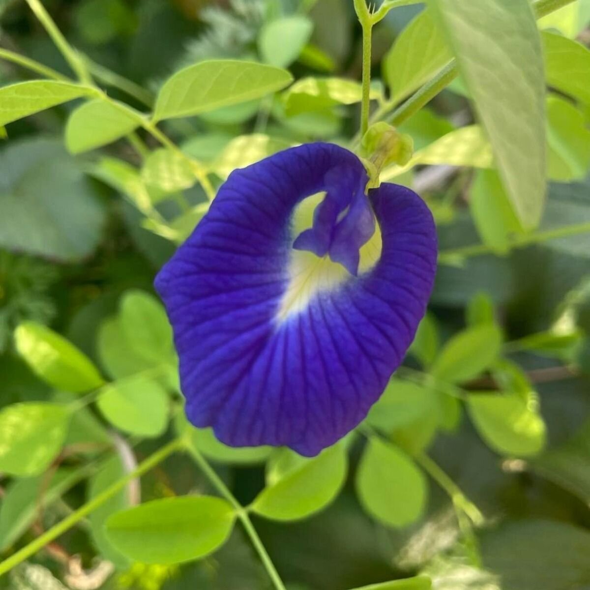 Butterfly Pea Seeds Butterfly Pea Seeds