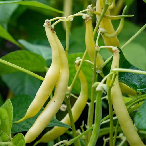 Bean - Cherokee wax Seeds Bean - Cherokee wax Seeds