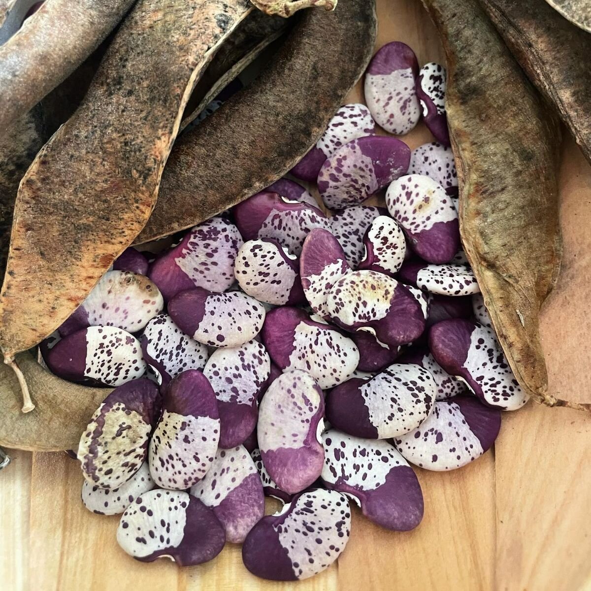 Bean - Madagascar Seeds Bean - Madagascar Seeds