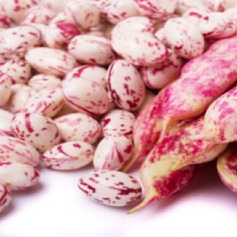 Bean - Borlotti Red Rooster Seeds