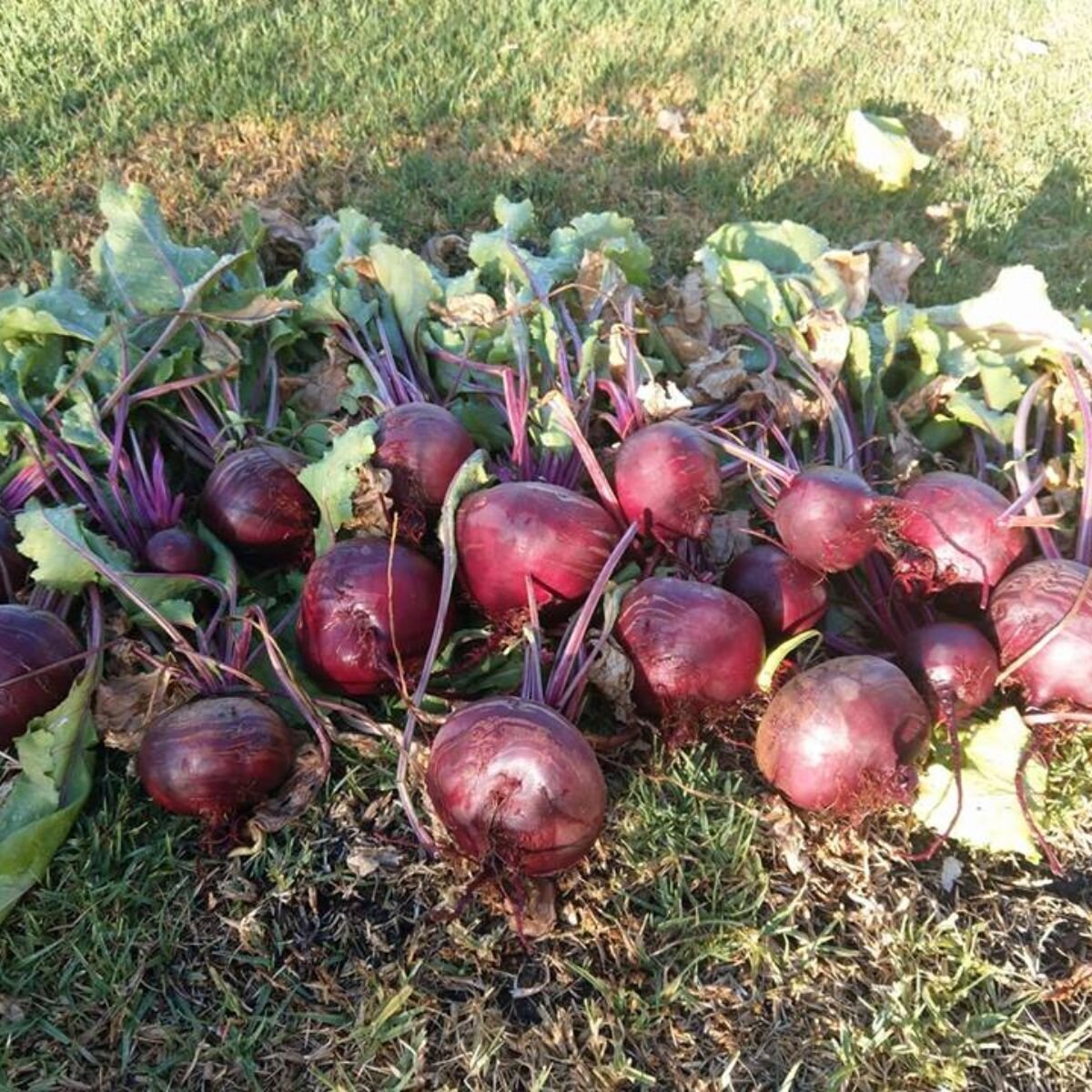 Beetroot - Detroit Dark Red Seeds